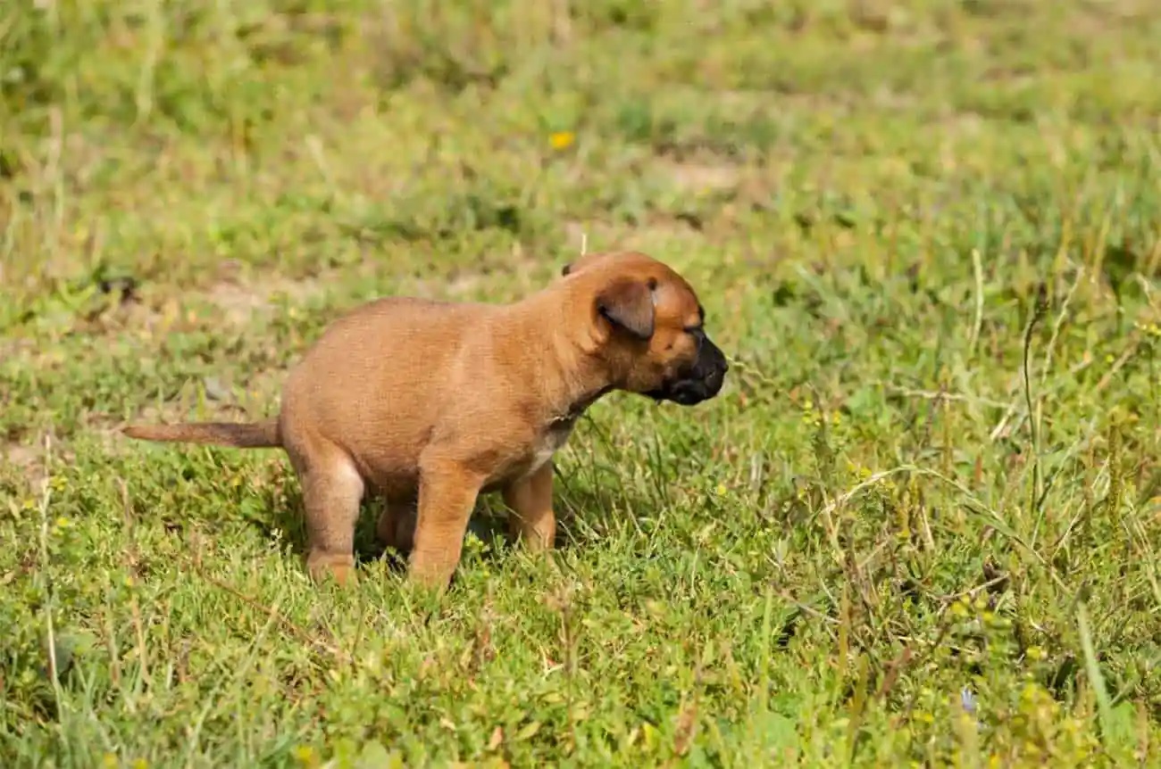 Cachorro Fezes Gelatinosa E Sangue Saiba As Poss Veis Causas