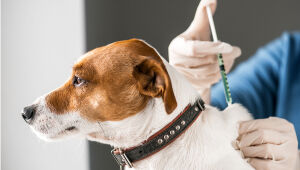Vacinação para cães: você sabe quais vacinas são essenciais?
