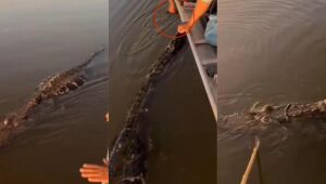Encontro com jacaré quase termina em tragédia no meio do Rio Araguaia