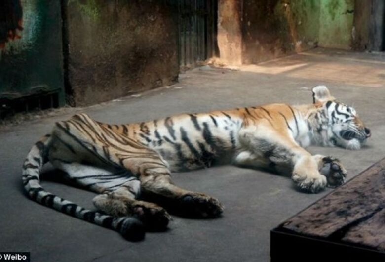 Zoológico causa polêmica após imagem de tigre debilitado Portal O Norte