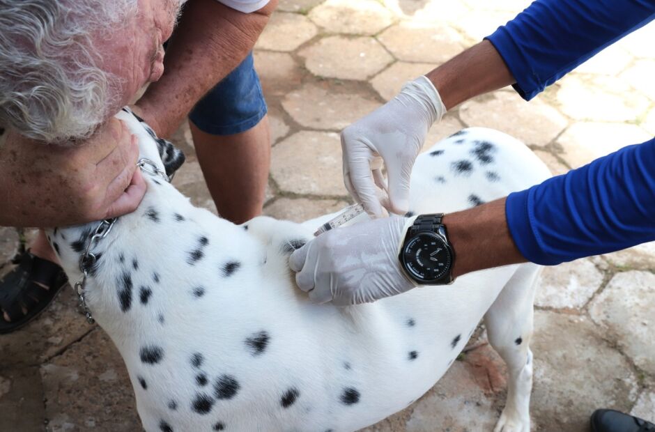 Mais de 27 mil cães e gatos foram vacinados e imunização contra a raiva continua  